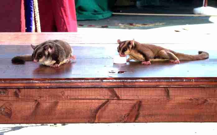 Janet and Brad - Ben and Tambry's Sugar Gliders (and you thought The Rocky Horror Picture Show was dead!)