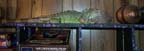 Meet the Lizard