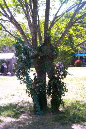 The Greenman
